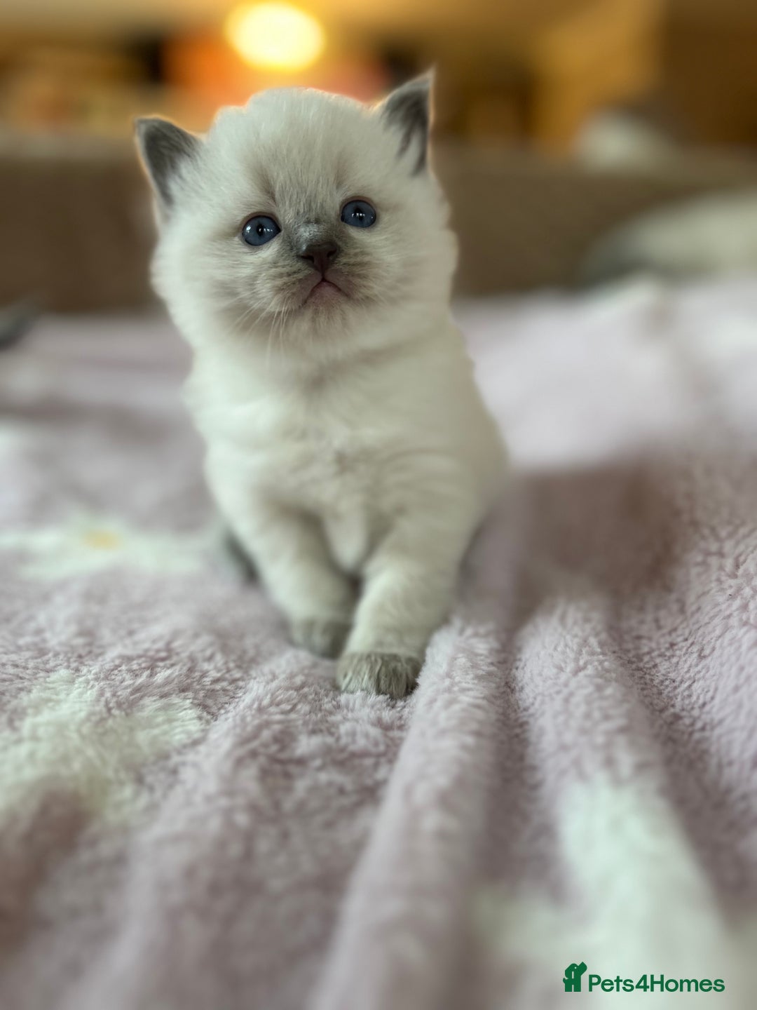 Ragdoll cats for sale: Ragdoll &Cherubim Kittens TICA Seal Blue - Advert 12