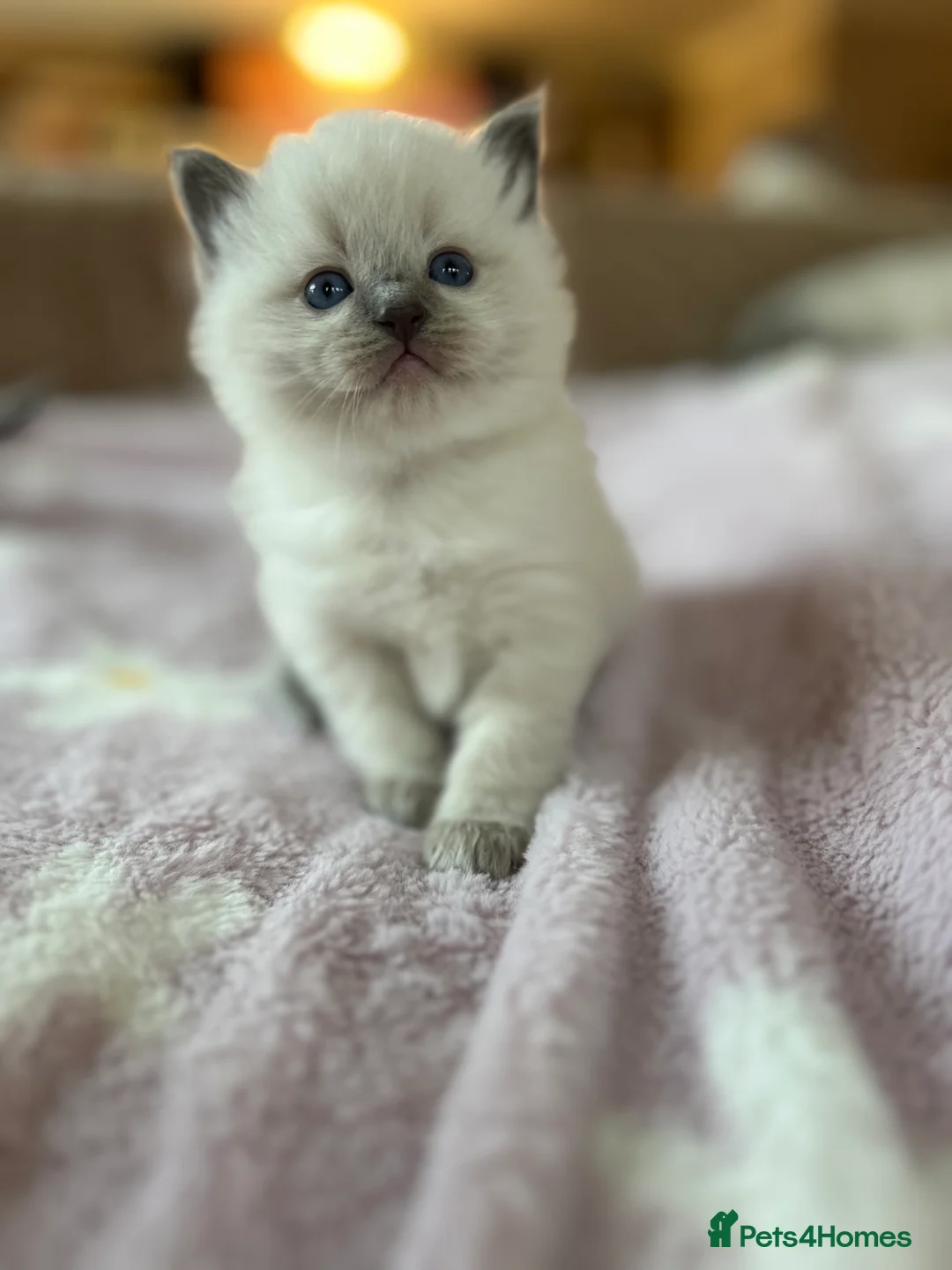 Ragdoll cats for sale: Ragdoll Kittens TICA 2 Boys Seal Blue  - Advert 16