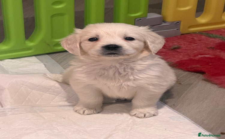 Golden Retriever dogs Exceptional litter of kc healthy golden retrievers - Advert 5