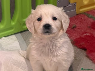 Golden Retriever dogs Exceptional litter of kc healthy golden retrievers - Advert 8