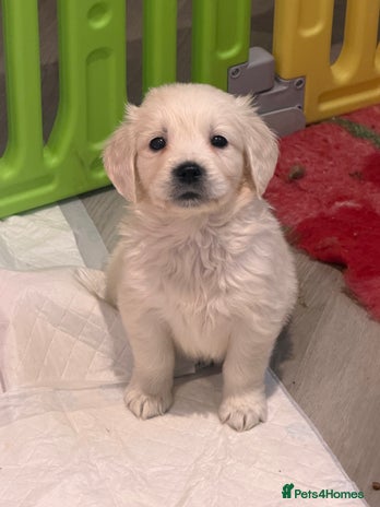 Golden Retriever dogs Exceptional litter of kc healthy golden retrievers - Advert 5