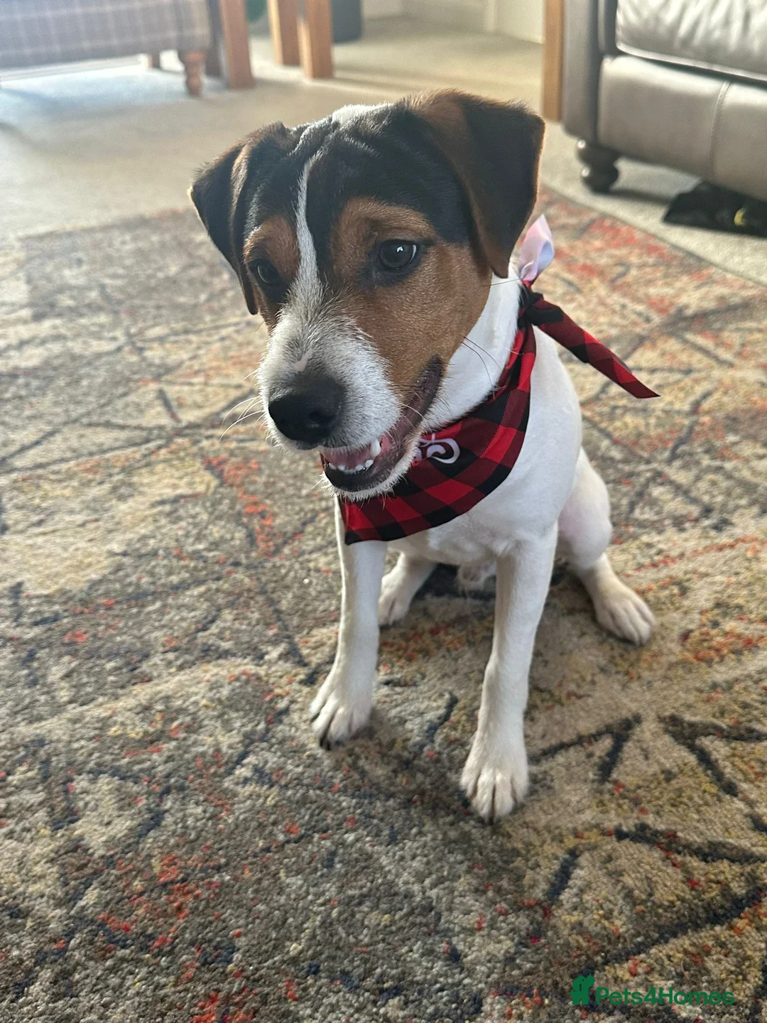 Mixed Breed dogs for sale: Parson Jack Russell Hybrid  - Advert 1