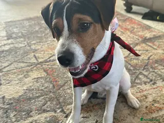 Mixed Breed dogs Parson Jack Russell Hybrid - Advert 1