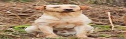 Labrador Retriever dogs for sale: Labrador retriever puppies  - Advert 3