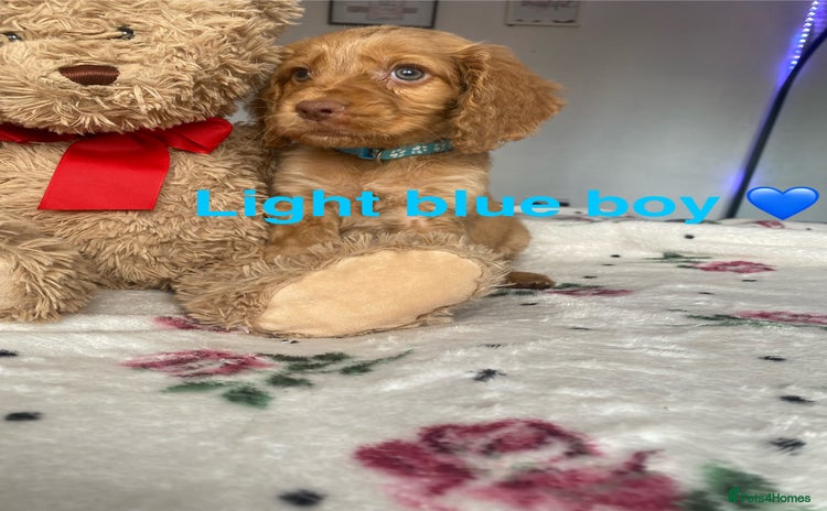 Cockapoo dogs - Advert 14
