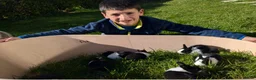 Dutch rabbits for sale: Baby Dutch Rabbits in Robertsbridge - Advert 1