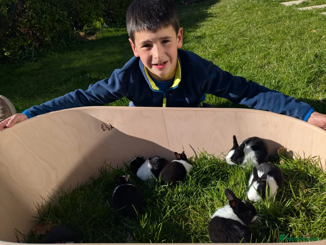 Dutch rabbits for sale: Baby Dutch Rabbits in Robertsbridge - Advert 1