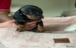Dachshund dogs for sale: 2 beautiful  girls dachshund puppies available  - Image 3