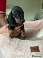 Dachshund dogs - Advert 3