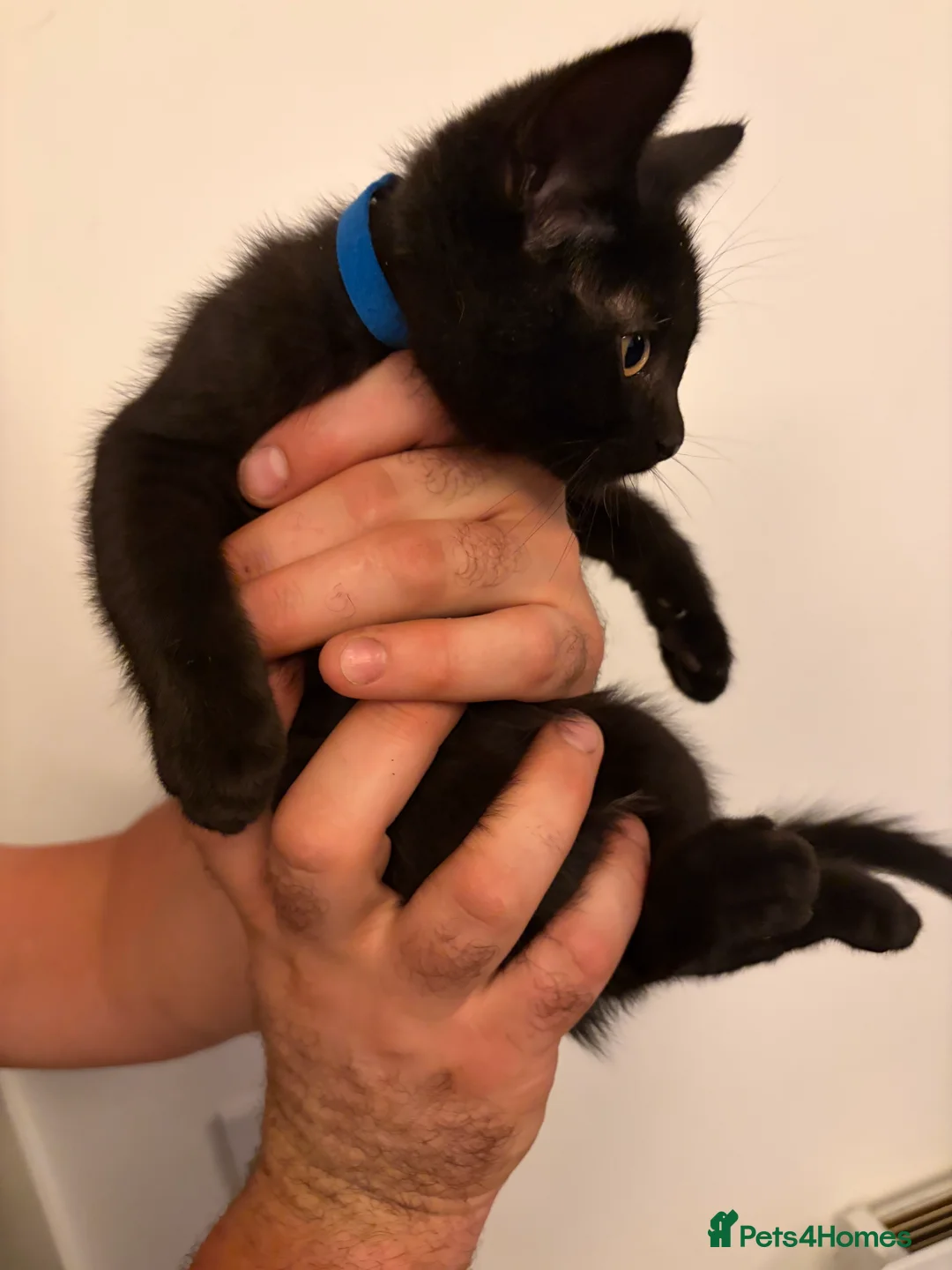 British Shorthair cats for sale: 7 fluffy kittens  - Advert 2