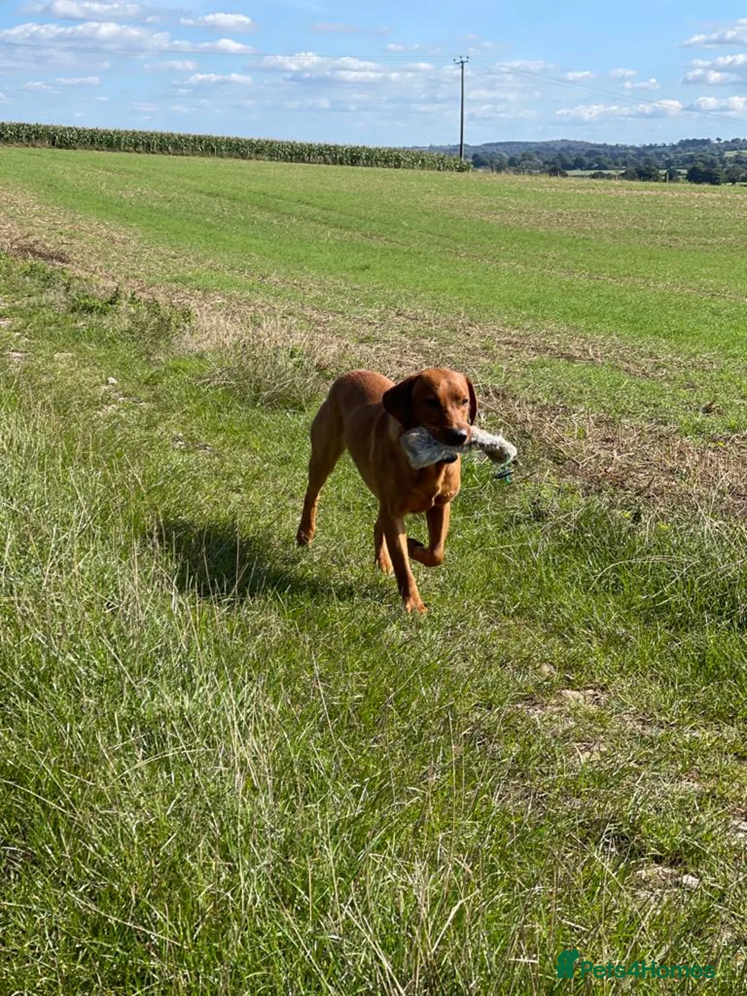 Labrador Retriever dogs for stud: Fully Health Tested Fox Red Stud Dog in Radstock - Advert 4