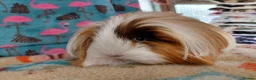 Guinea Pig rodents for sale: Young Adult Retired Sheltie Baby Peru/Funky Sows  - Advert 7