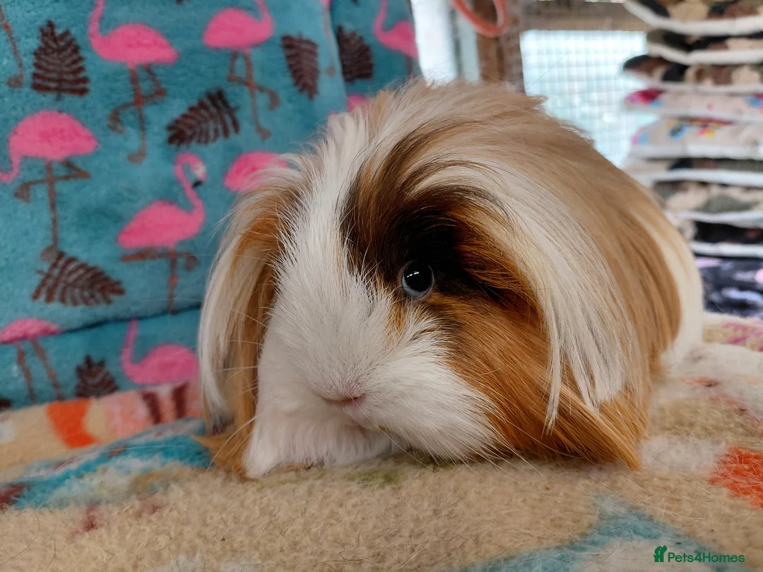 Guinea Pig rodents for sale: Young Adult Retired Sheltie Baby Peru/Funky Sows  - Advert 7