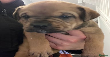 Mixed Breed dogs Chunky Rottweiler x alpha blue bulldog puppies  - Advert 7