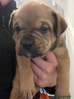 Mixed Breed dogs Chunky Rottweiler x alpha blue bulldog puppies - Advert 2