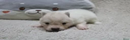 Pomsky dogs for sale: Pomsky Puppies - Advert 5