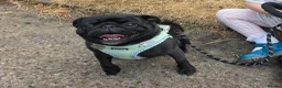 Pug dogs for sale: Susie the Cuddlebug Pug in Doncaster - Advert 4
