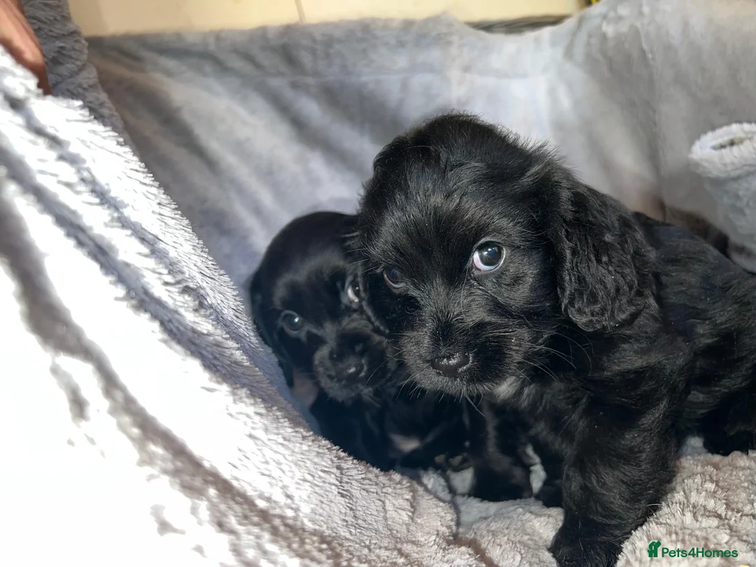 Cockapoo dogs for sale: Beautiful cockapoo puppy’s  - Advert 3