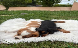 Cavalier King Charles Spaniel dogs for sale: Cavalier King Charles  - Image 9
