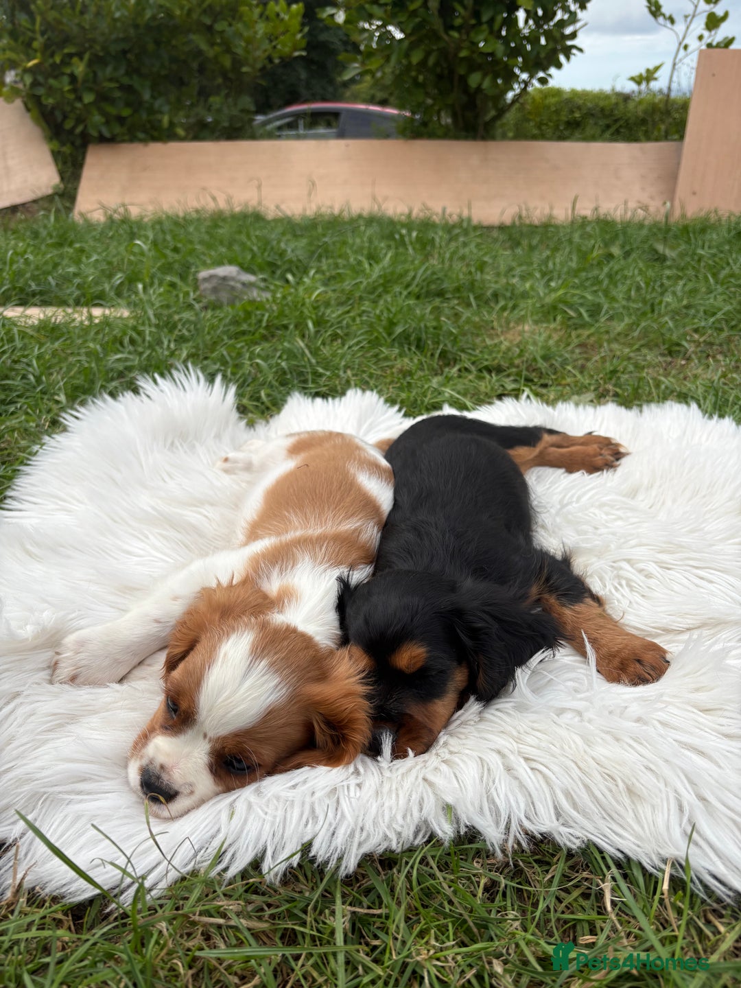 Cavalier King Charles Spaniel dogs for sale: Cavalier King Charles  - Image 9