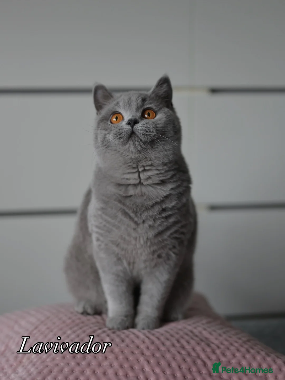 British Shorthair cats for sale: GCCF reg blue kittens ready to go from  - Advert 3