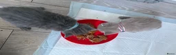 British Shorthair cats for sale: British Shorthair Kittens in Croydon - Advert 7