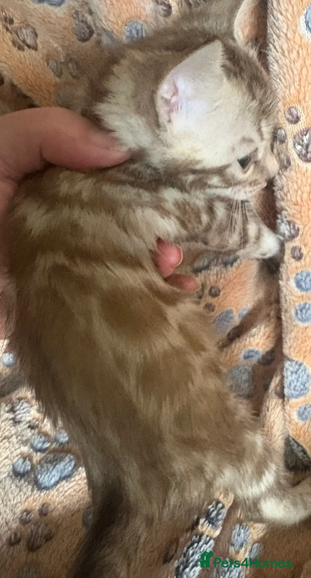 Bengal cats for sale: Stunning Tica reg Bengal kittens  - Advert 10