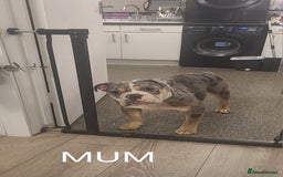 English Bulldog dogs for sale: English bulldog pups  - Image 4