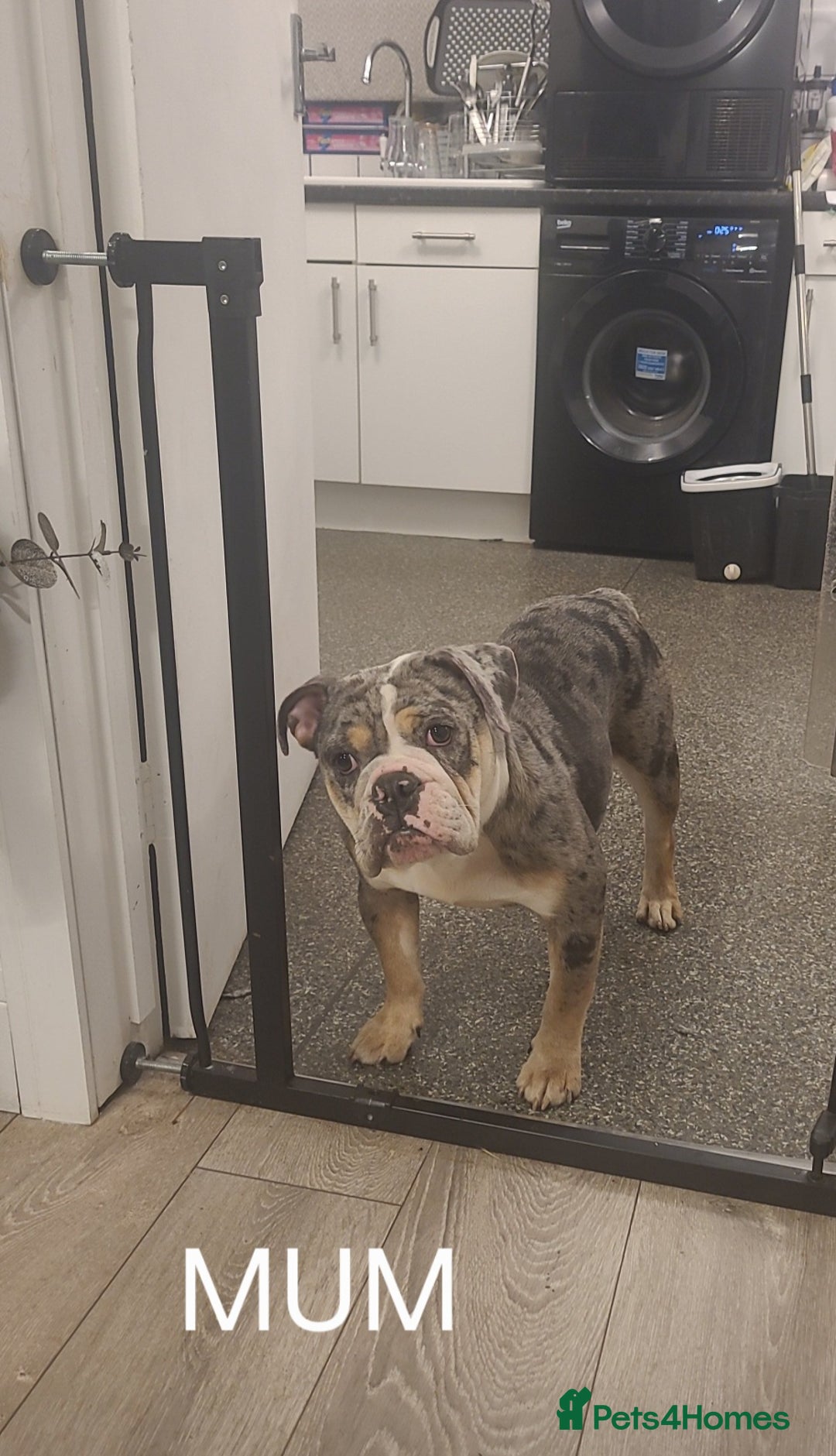 English Bulldog dogs for sale: English bulldog pups  - Image 4