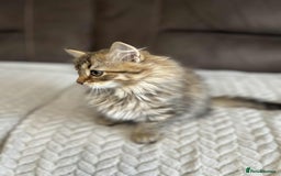 Siberian cats for sale: Purebred- Hypoallergenic Siberian Kittens - Image 26