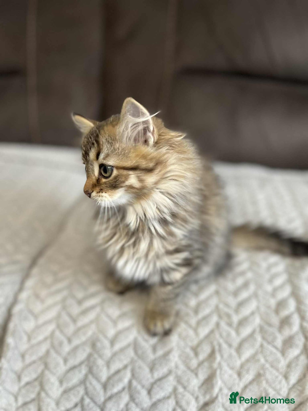 Siberian cats for sale: Purebred- Hypoallergenic Siberian Kittens - Image 26