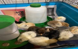 Chickens poultry for sale: 10 Aseel chicks and 2 Brahma chicks for sale - Image 5