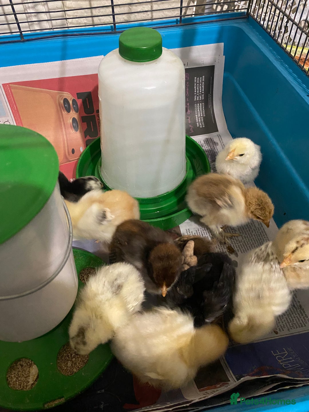 Chickens poultry for sale: 10 Aseel chicks and 2 Brahma chicks for sale - Image 5