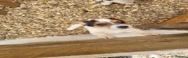 Jack Russell Puppy 2