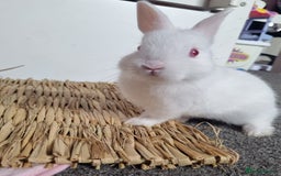 Netherland Dwarf rabbits for sale: Netherlands dwarf bunnies  - Image 2