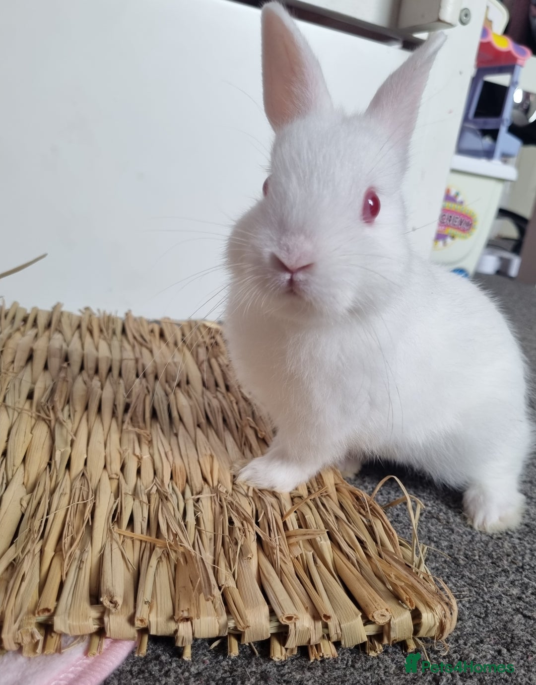 Netherland Dwarf rabbits for sale: Netherlands dwarf bunnies  - Image 2