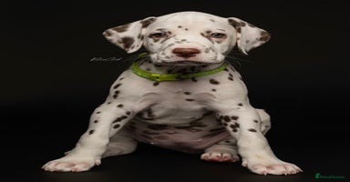 Dalmatian dogs - Advert 1