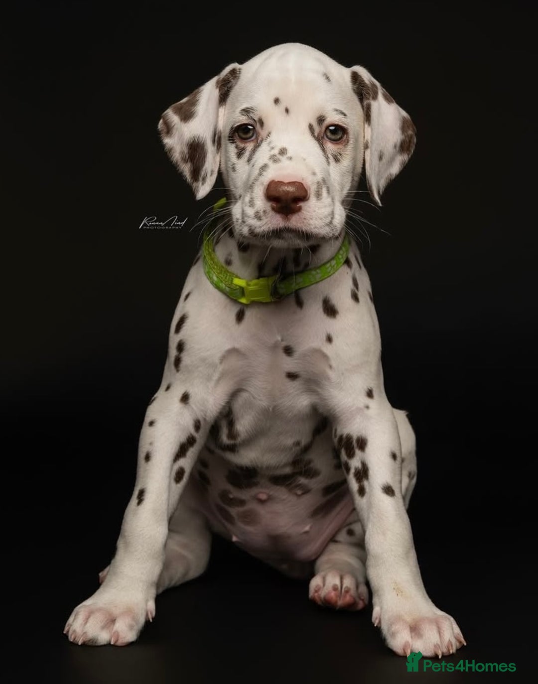 Dalmatian dogs for sale: Ready now 1 black spot bitch & 3 liver spot bitch - Image 2