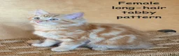 Mixed Breed cats for sale: Ginger kittens in Middlesbrough - Advert 6