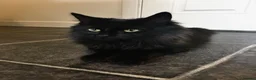 Mixed Breed cats for sale: Seeking forever home for Winnie - Advert 2