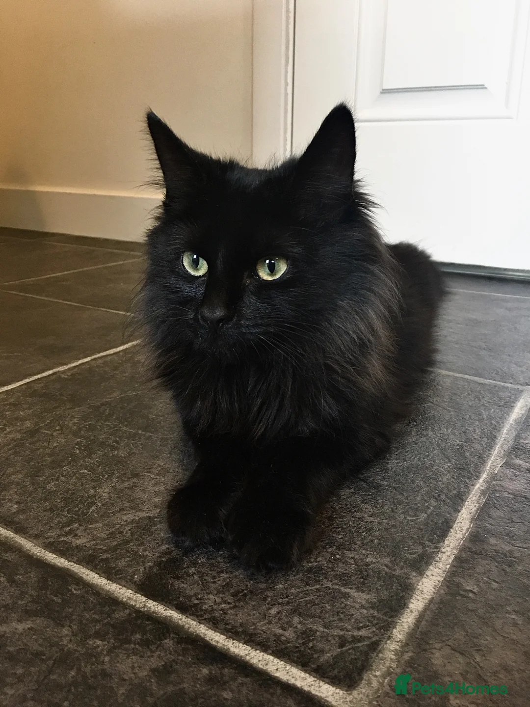 Mixed Breed cats for sale: Seeking forever home for Winnie - Advert 2