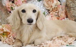 Miniature Dachshund dogs for sale: KC Cream Longhair Miniature Dachshunds - Image 9