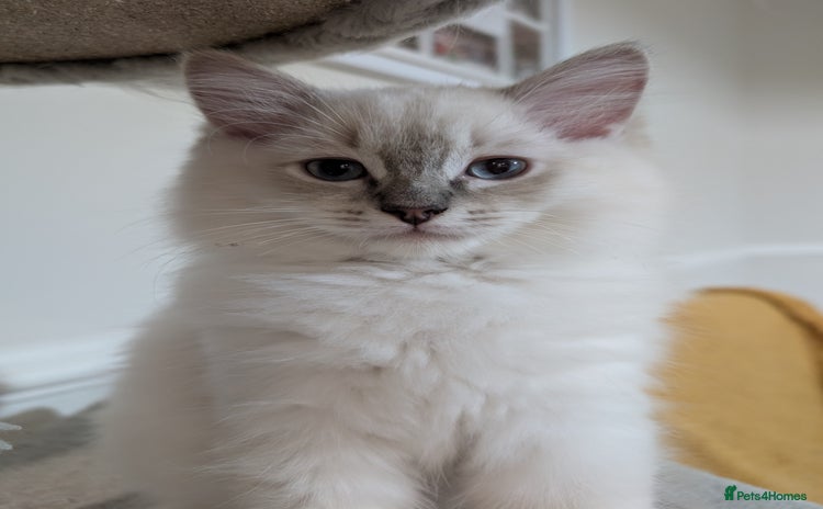 Ragdoll cats - Advert 9