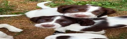 English Springer Spaniel dogs for sale: HEALTH TESTED QUALITY ENGLISH SPRINGER SPANIELS  - Advert 10