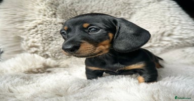 Dachshund dogs - Advert 1
