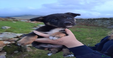 Mixed Breed dogs Lovable Border Collie puppies for sale.  - Advert 2