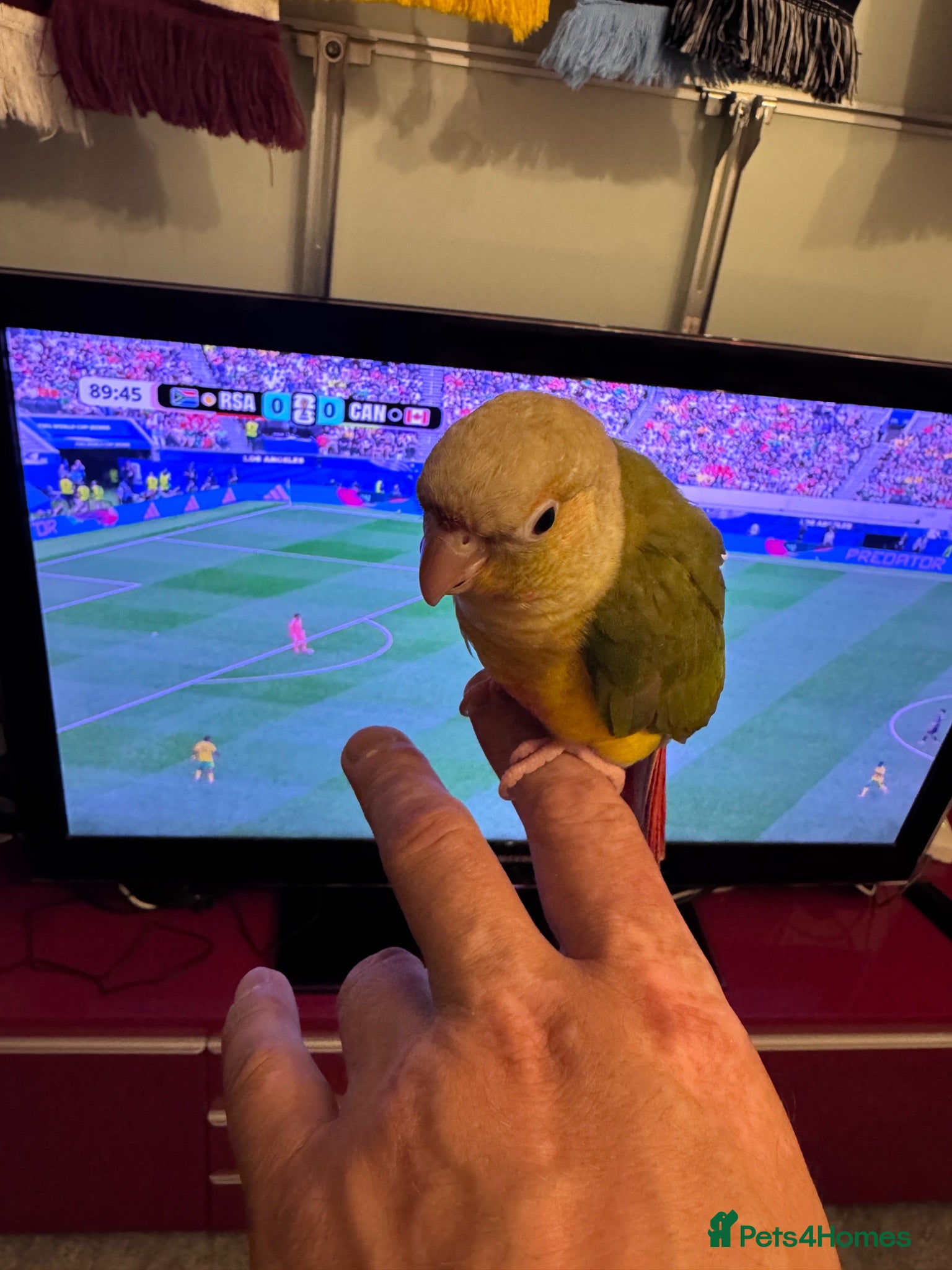 Conures birds 1 tamed, hand reared baby conure - Advert 2