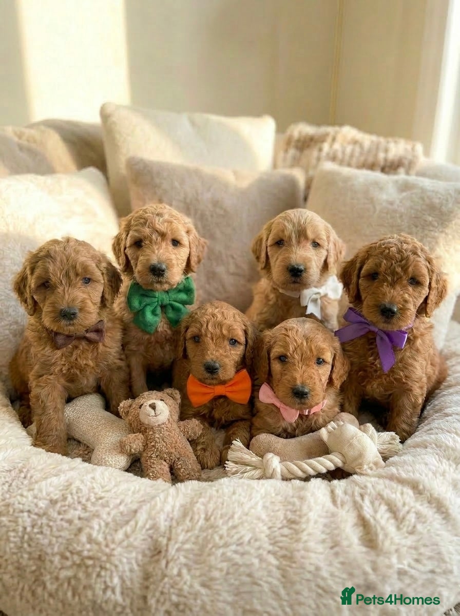 Australian Labradoodle dogs 🌟 Australian Labradoodle Puppies  🌟 - Advert 1