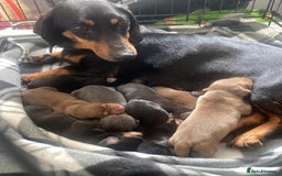 Miniature Dachshund dogs for sale: True To Type Miniature Dachshunds  - Image 11