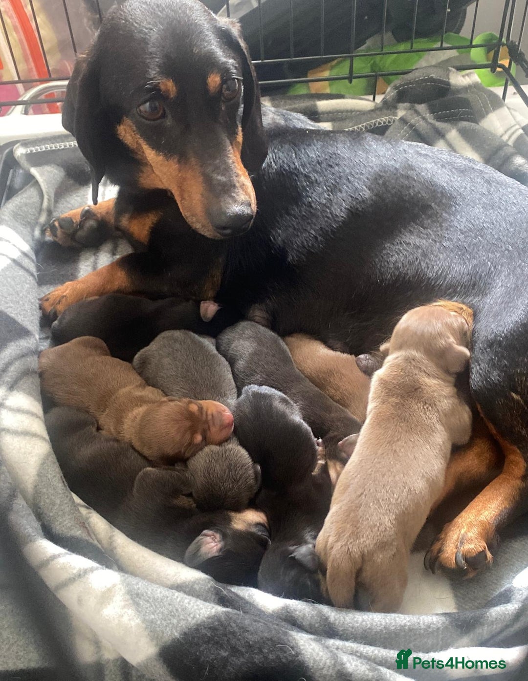 Miniature Dachshund dogs for sale: True To Type Miniature Dachshunds  - Image 11